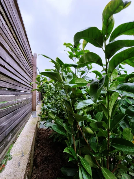 Image de reprétation de Remi Maudier paysagiste dans votre Jardin